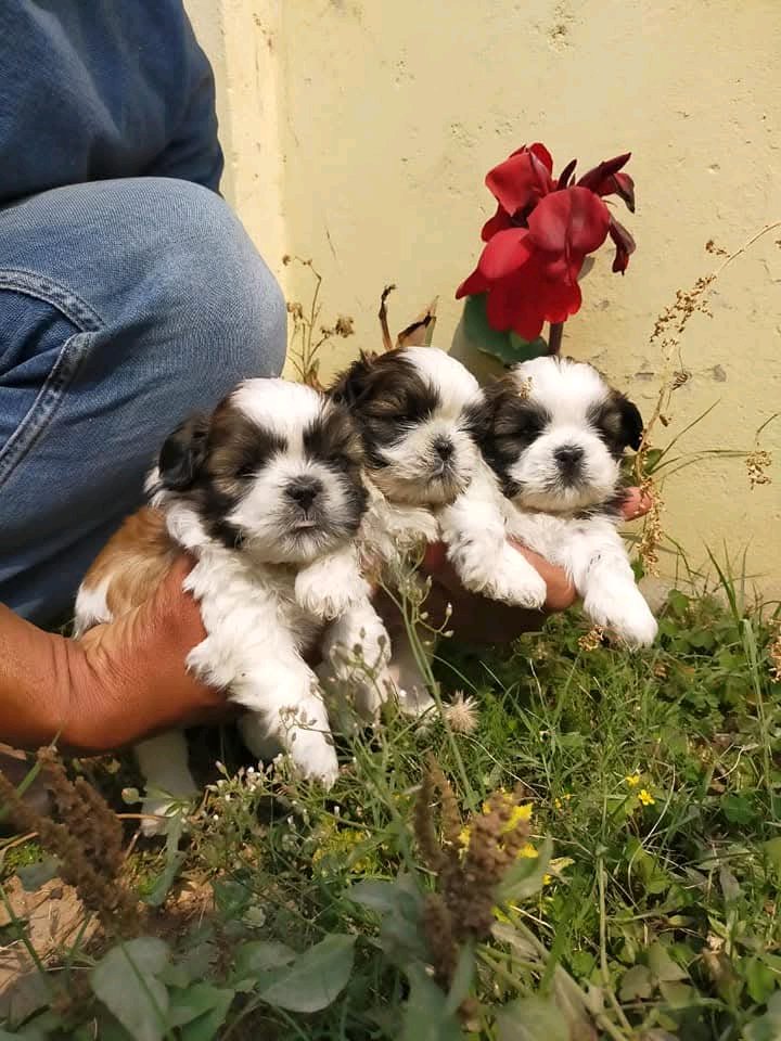 ShihTzu Male And female Puppys For Sale 