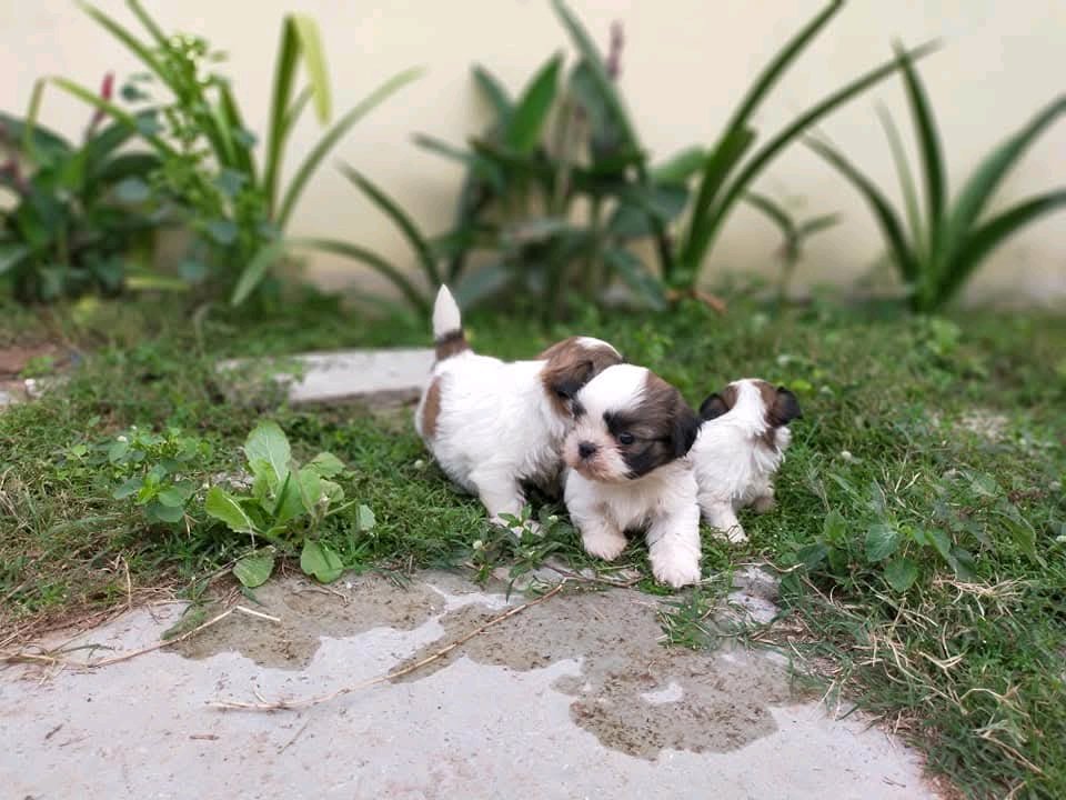 ShihTzu Male And female Puppys For Sale 